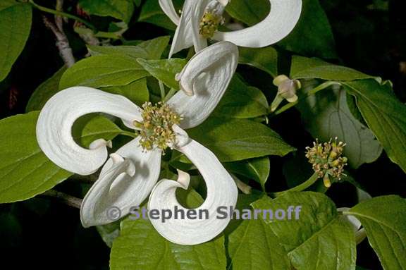 cornus florida var urbiniana 3 graphic